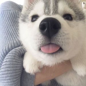 Meet your Posher, Maya